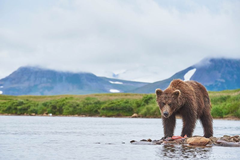 Saint Elias Brown Bear