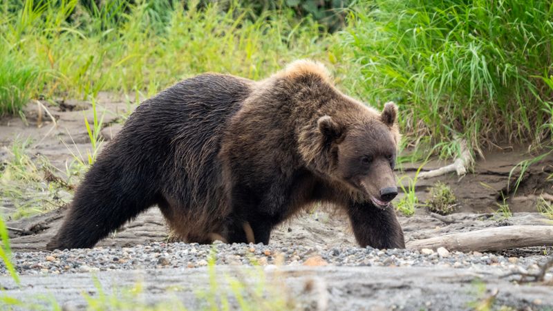 Kamchatka Brown Bear