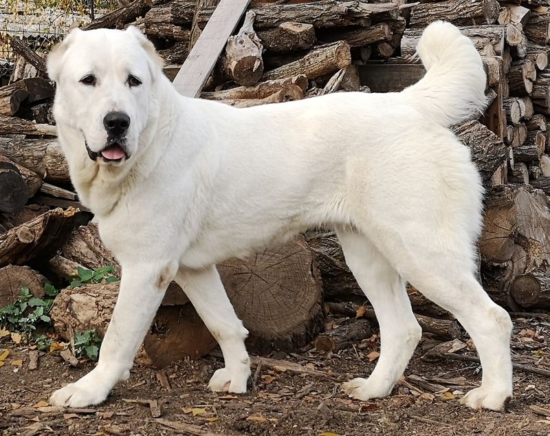 Central Asian Shepherd (Alabai)