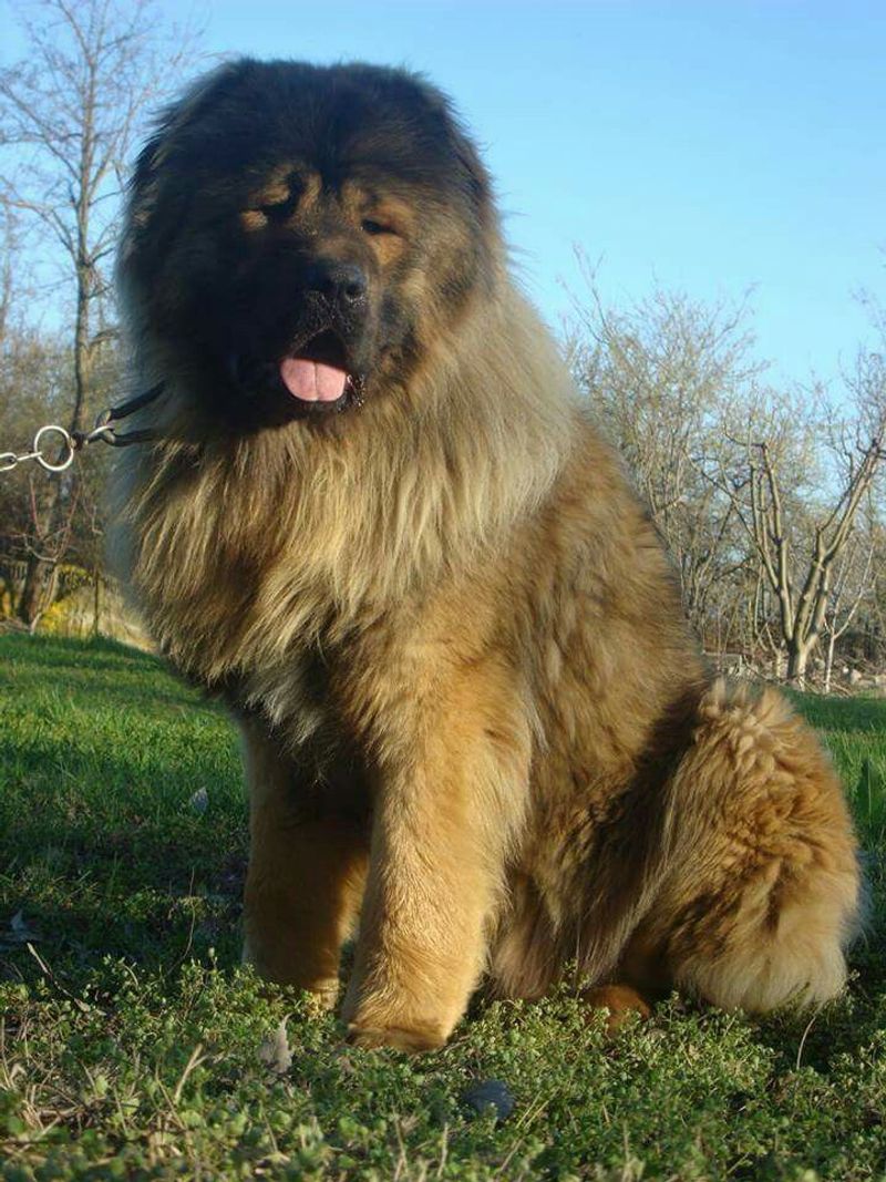 Caucasian Shepherd Dog