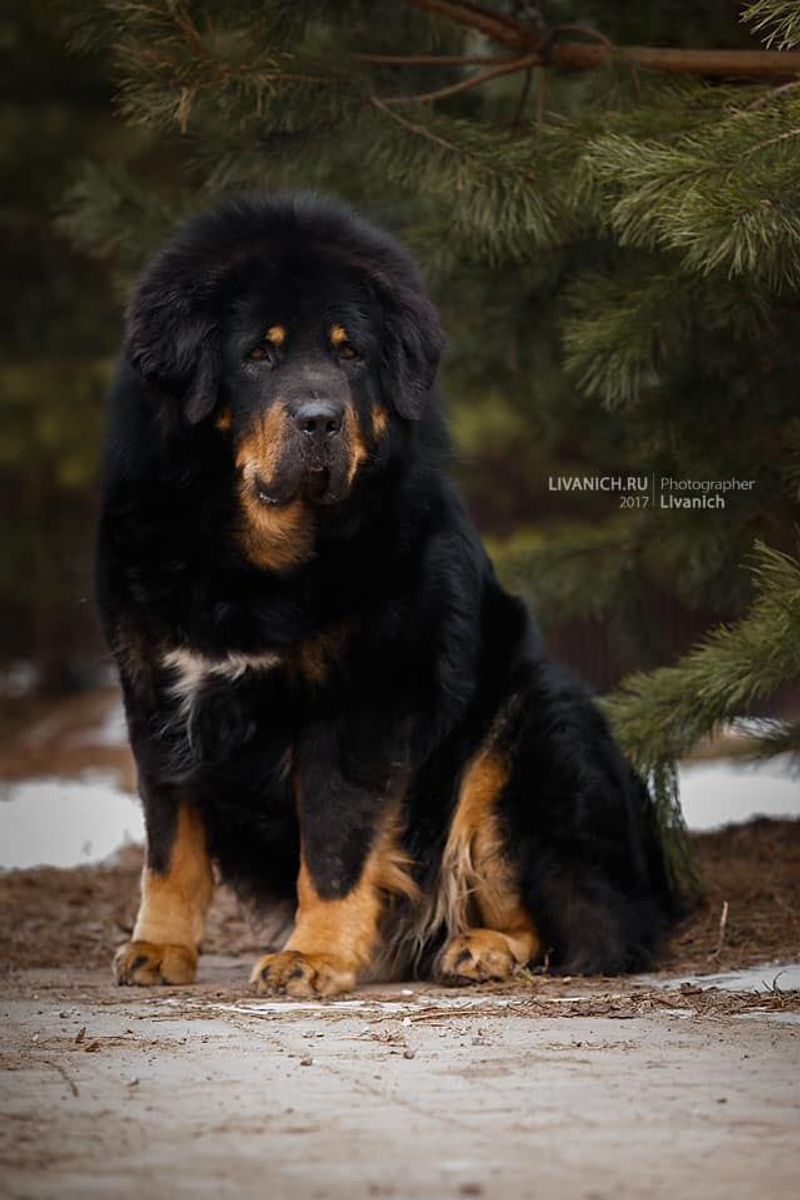 Tibetan Mastiff