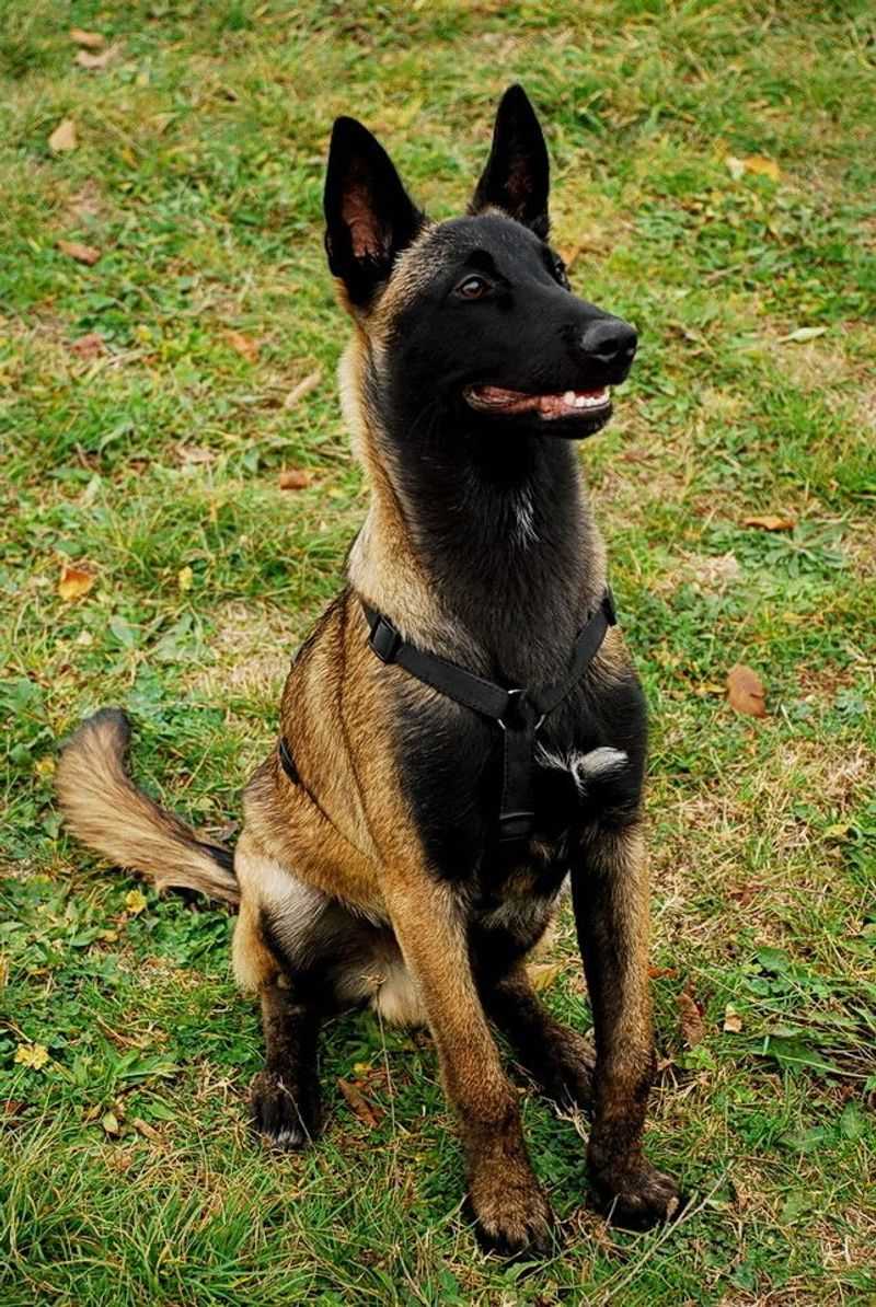 Belgian Malinois