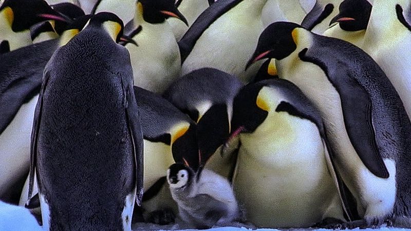 Penguin