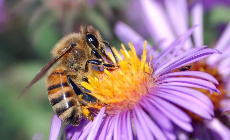 Honeybee