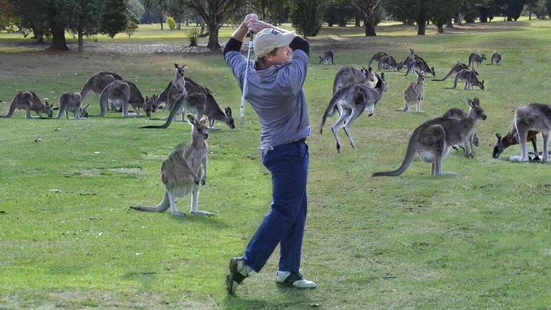 Kangaroo Interrupts Play