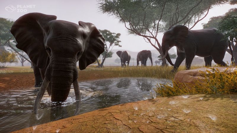 African Elephant