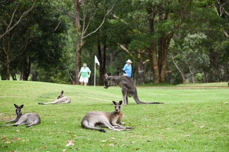 Kangaroo in Sydney's Suburbs