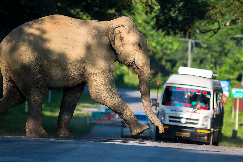 Elephant on a Highway
