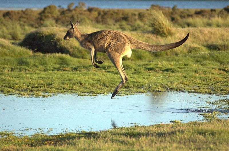 Kangaroo