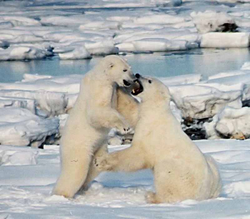 Polar Bears