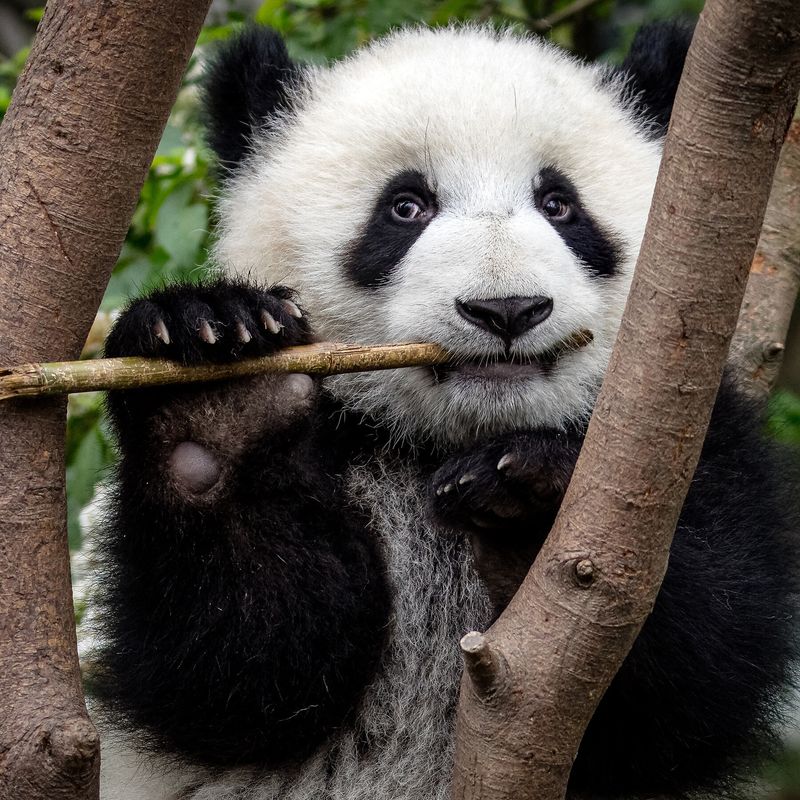 Pandas