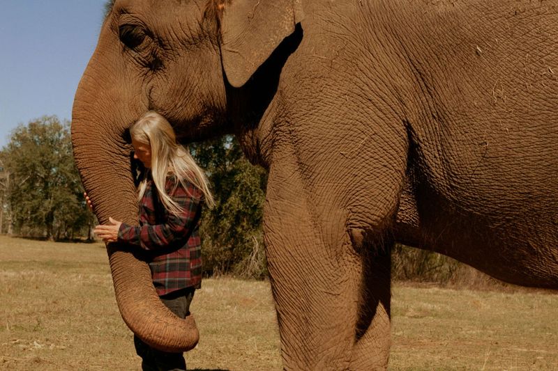 Elephants
