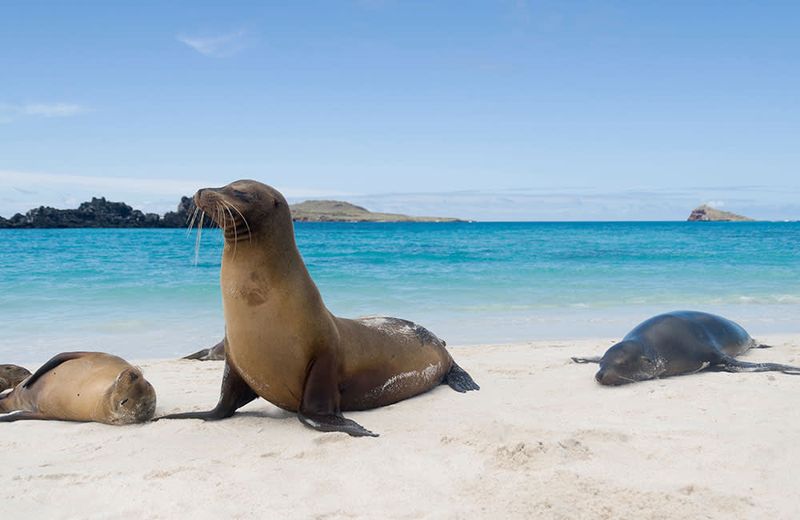 Galápagos Sea Lions
