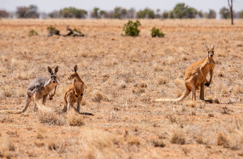 Kangaroos