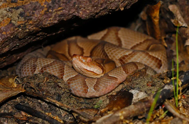 Kentucky - Copperhead Snake