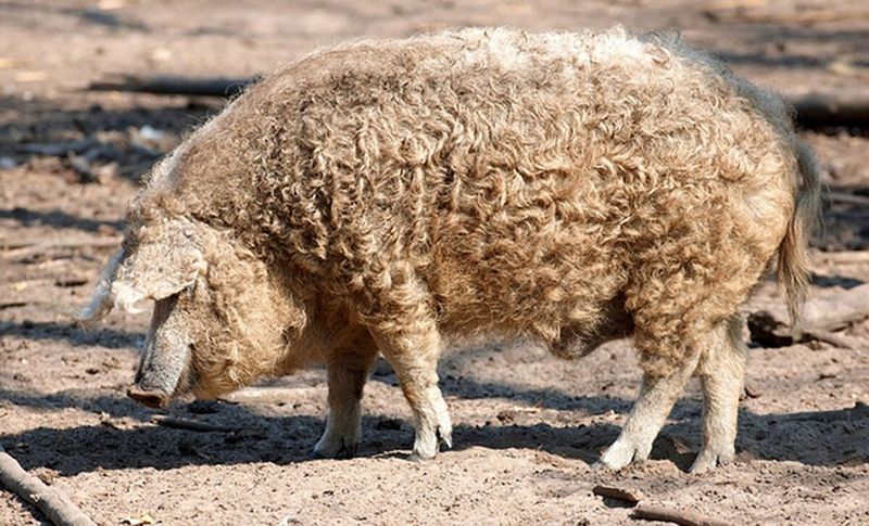 Mangalitsa Pigs