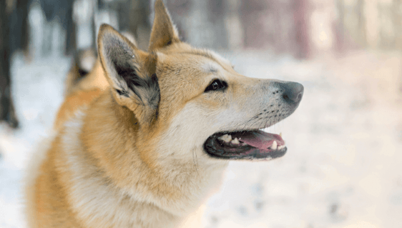 West Siberian Laika