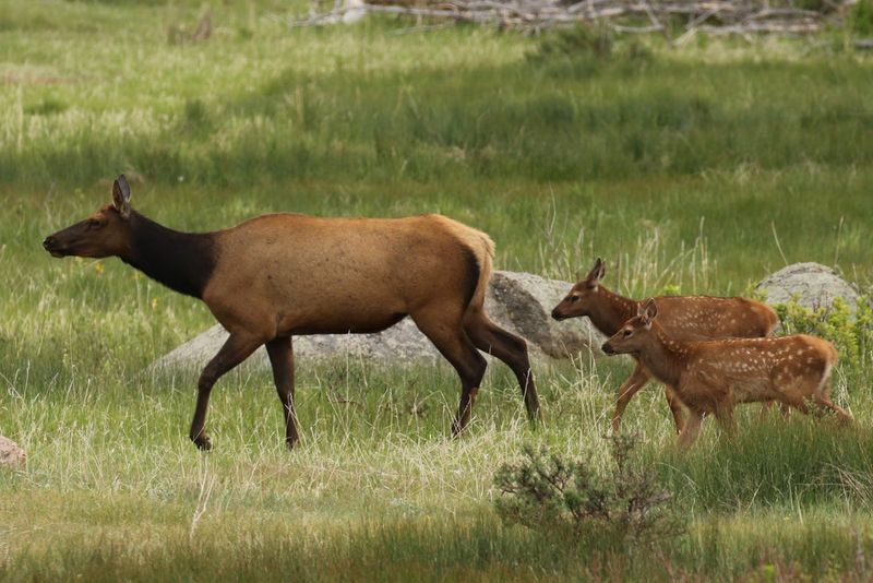 Rocky Mountain National Park