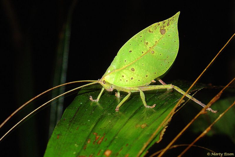 Katydid (Tettigoniidae)