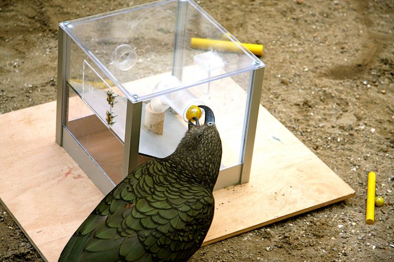 Keas