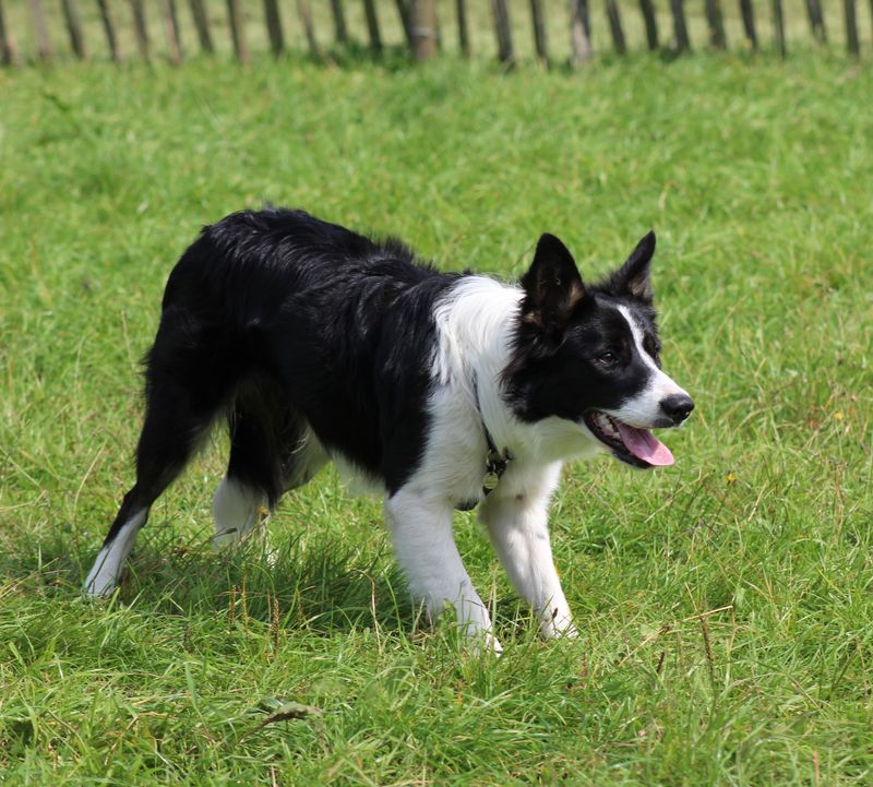 Collie