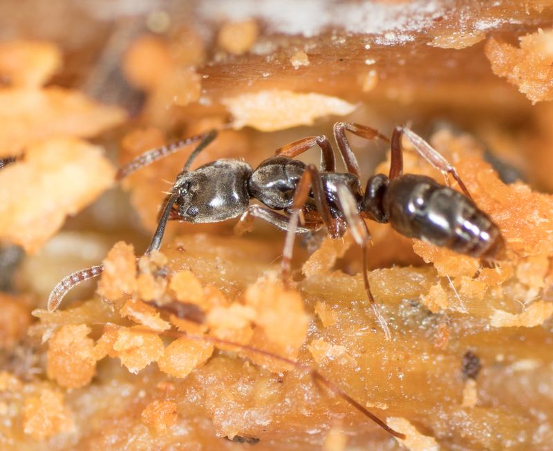 Ohio: The Buckeye State's Ant Struggle