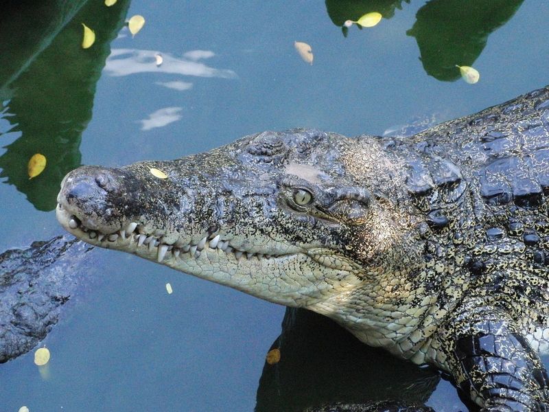 Louisiana - Saltwater Crocodile