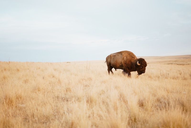 American Bison