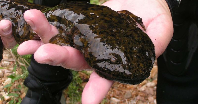 Ozark Hellbender