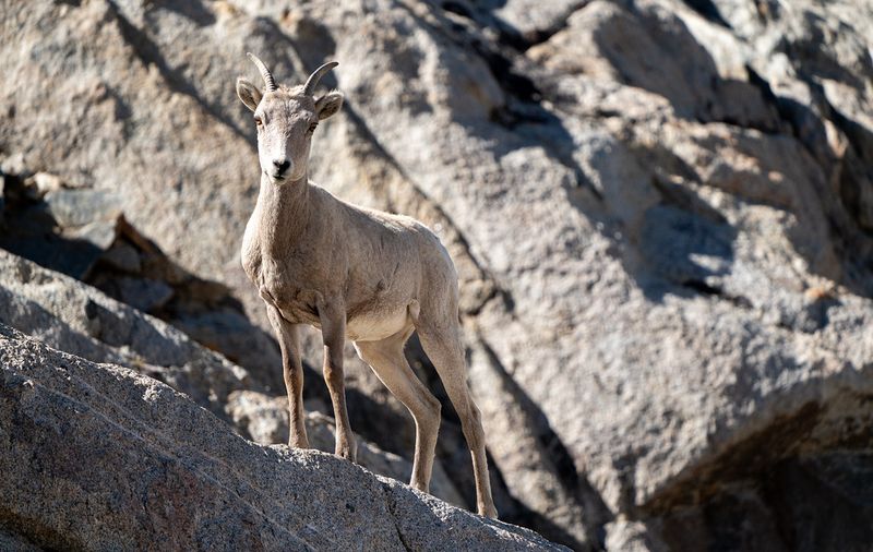 Sierra Nevada Bighorn Sheep