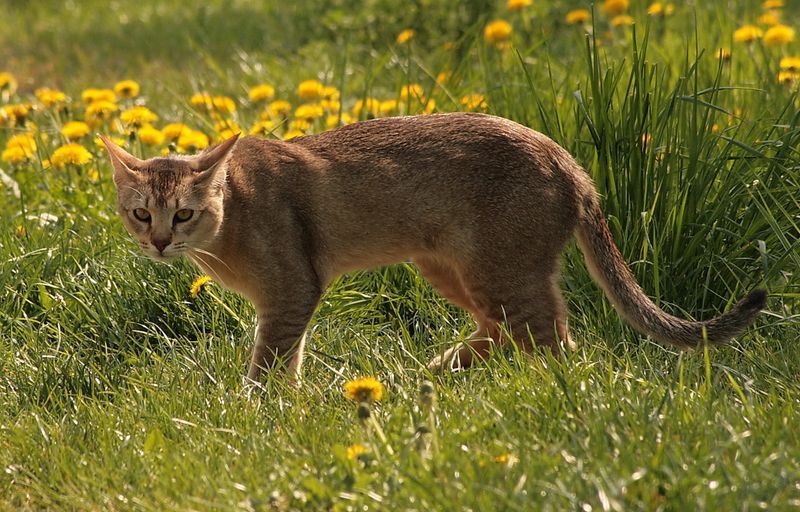 Chausie Cat