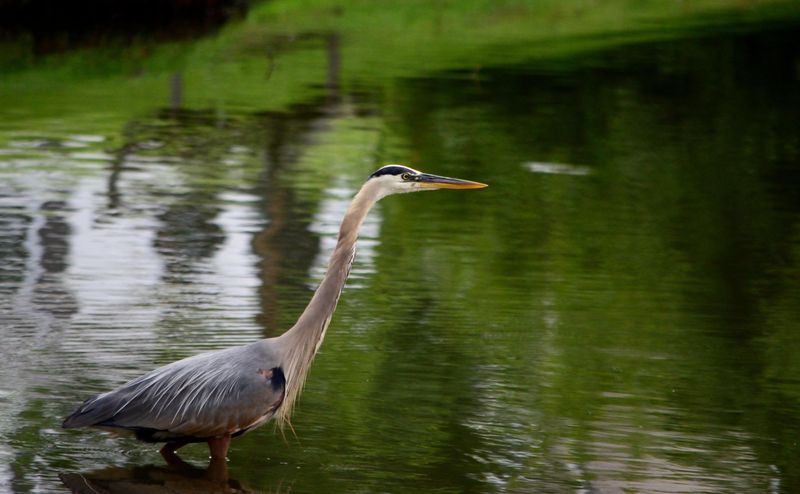 Great Blue Heron