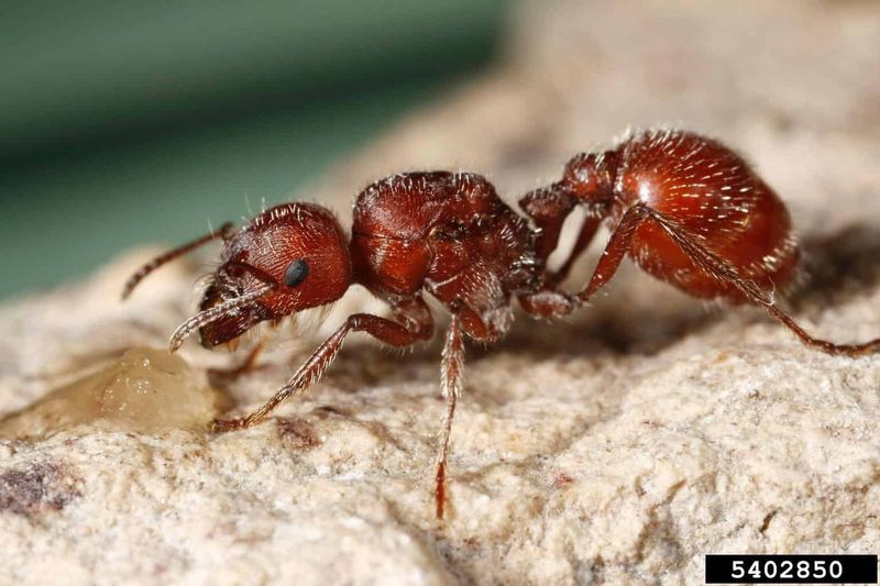 Harvester Ant
