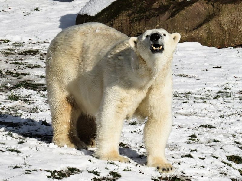 Polar Bear
