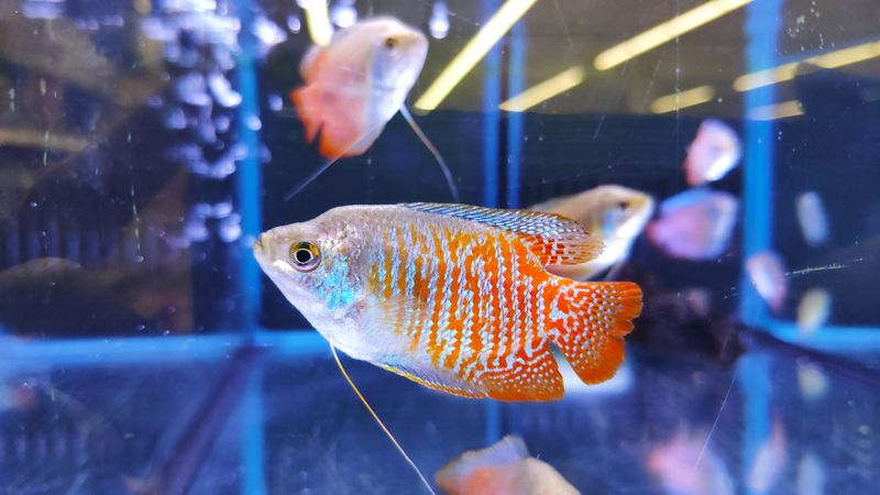 Dwarf Gourami