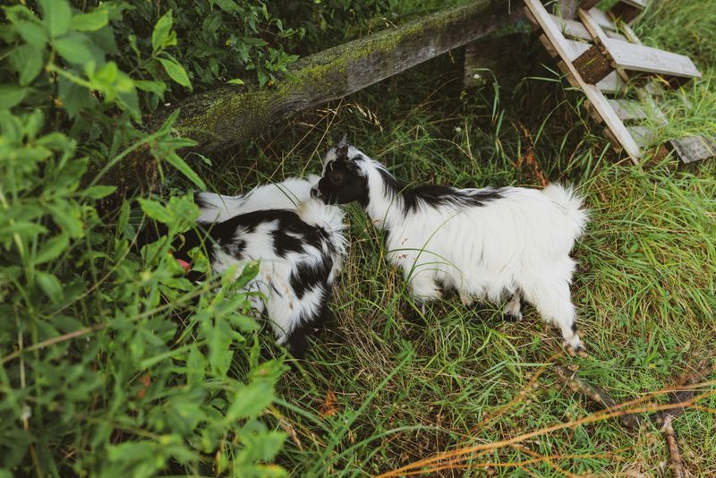 Miniature Silky Fainting