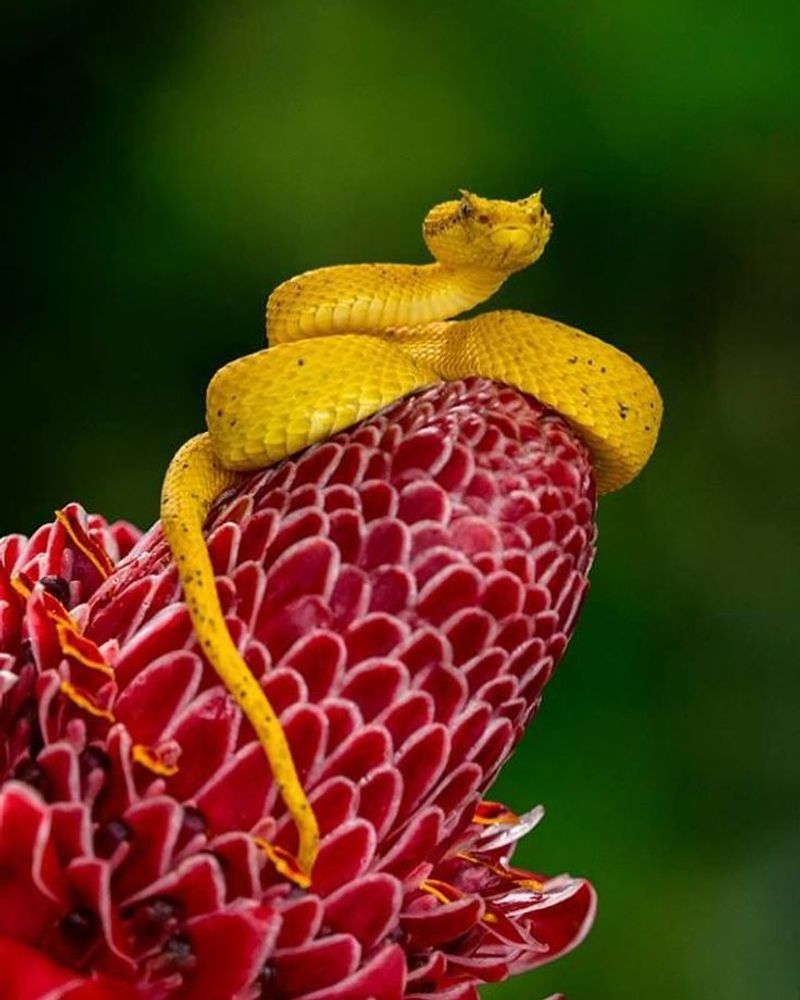 Eyelash Viper
