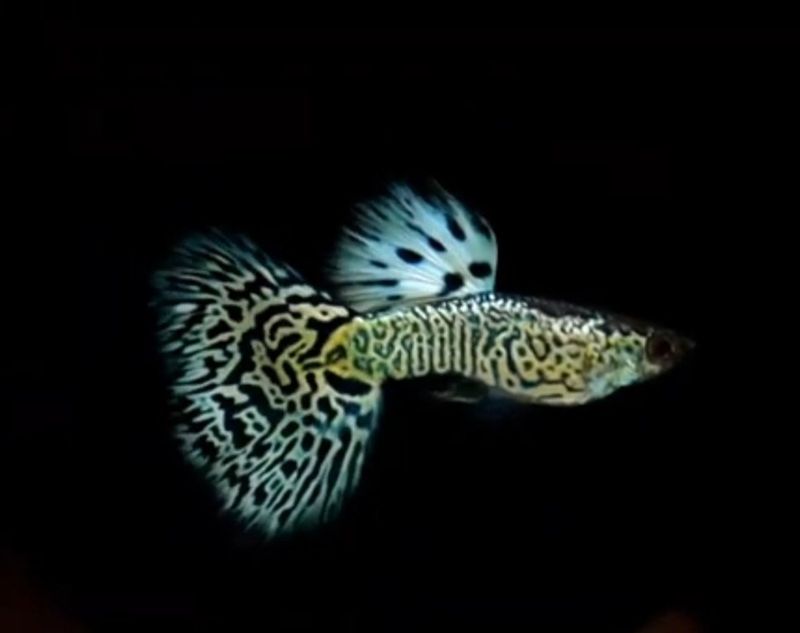 King Cobra Guppy