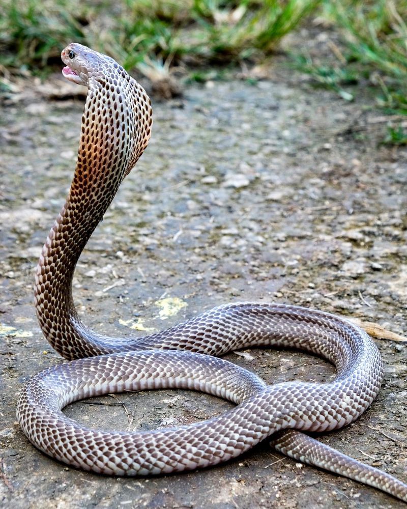 King Cobra