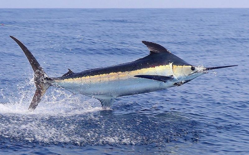 Atlantic Blue Marlin