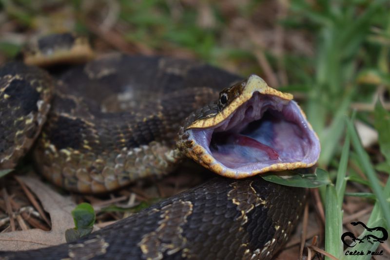 Eastern Hognose Snake's Intimidating Hiss