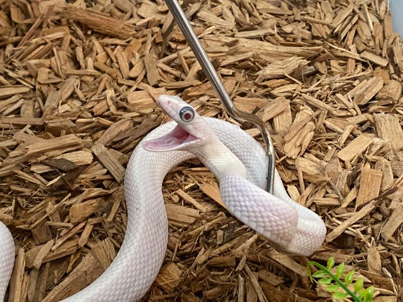 Rat Snake