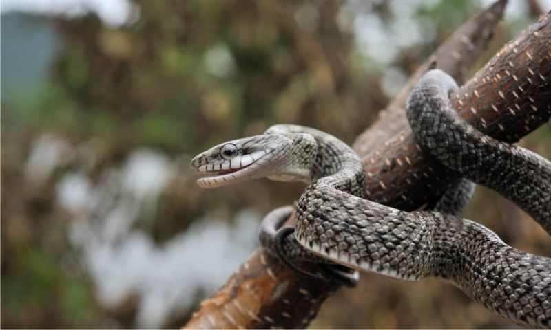 Rat Snake - Misidentified Climber
