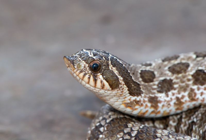 Hognose Snake