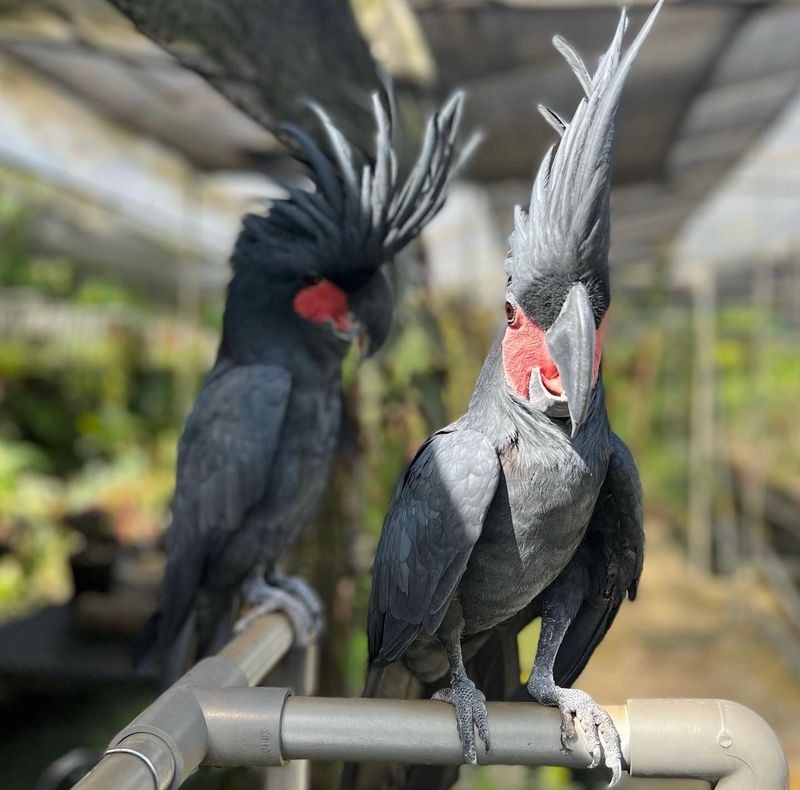 Palm Cockatoo