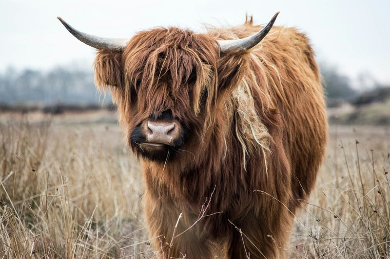 Highland Cow