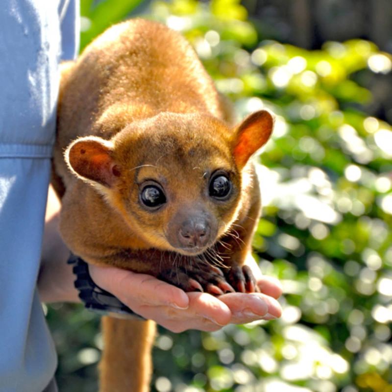 Kinkajous