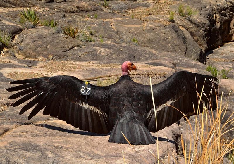 California Condor