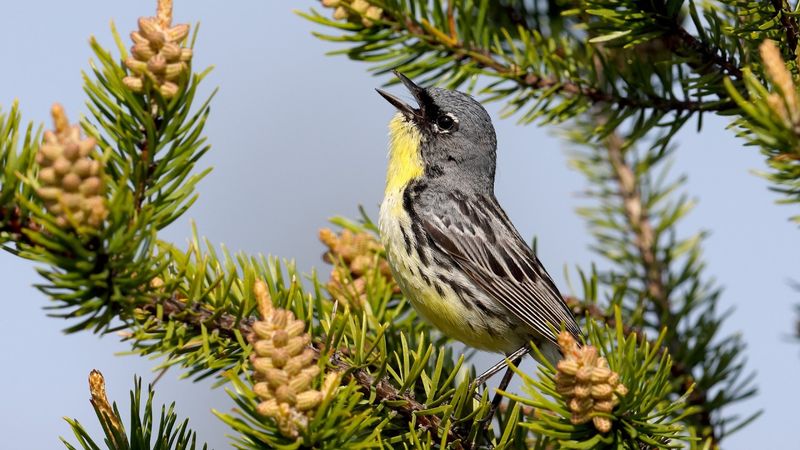 Kirtland's Warbler