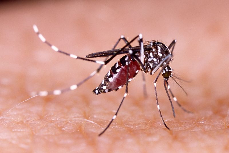 Asian Tiger Mosquito